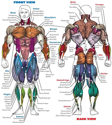 muscles anatomy.